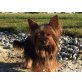 Daisy, Yorkshire Terrier - Hündin