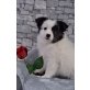 Daisy, Zwergspitz Welpen - Hündin
