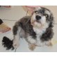 Daisy, kleiner Wuschelmischling - Hündin