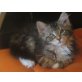 Daisy und Lilly, Norwegische Waldkatze - Katze