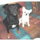 Daisy und Pimkie - Glück im Doppelpack!! - Rüde