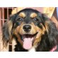 Daisy,, verspieltes Welpenmädchen Welpen - Hündin