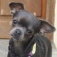 Daisylein, Chihuahua kurzhaariger Schlag - Hündin