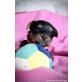 Dakota, Daffy, Dasy, Dori, Yorkshire Terrier - Hündin
