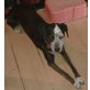 Dakota, Dalmatiner Mischling/Familienhund - Hündin