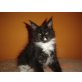 Dakota, Maine Coon - Katze