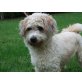 Dakota hübscher junger Bichon , Bichon Mix - Rüde