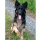 Dakuta, Altdeutsche Schäferhunde - Rüde