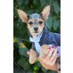 Dale, Yorki-Chihuahua-Mix Welpen - Rüde