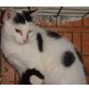 Dali, Europäische Kurzhaarkatze - Kater