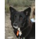 Dalita, Border Collie Mix - Hündin