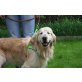 Dallas - NOTFALL, Golden Retriever - Rüde