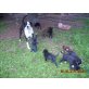 Dalmatiner/Boxer-Labradormixwelpen Welpen - Rüde