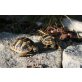 Dalmatinische Landschildkröte