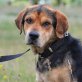 Dalton ist ein kleiner Rohdiamant👍🐶🦴, Netter Mischlingsrüde - Rüde