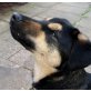 Dama, Mallorca Mix - Hündin