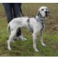 Dama,  Pointer-Mix - Hündin