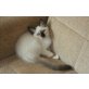Damian, Heilige Birma - Kater
