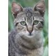 Damian, Mischling - Kater