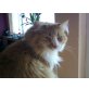 Damon, Waldkatze Mix sucht Dosenöfner - Kater