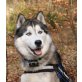 Damon-of-Happy-Snowdancer, Siberian Husky - Rüde