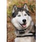 Damon of Happy Snowdancer, Siberian Husky - Rüde