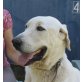 Dan - NOTFALL, Labrador Doggen Mix - Rüde