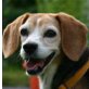 Dana, Beagle - Hündin