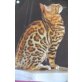 Dana, Bengalkatze - Katze
