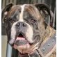 Dana, Boxer - Hündin