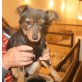 Dana, Dana (Chihuahua-Mix), geb. ca. 01.05.2014, ca - Hündin