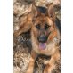 Dana, Dana (Schäferhund-Mix), geb. 22.02.2011, ca. - Hündin