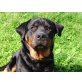 Dana, Rottweiler - Hündin