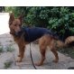 Dana, Schäferhund-Mischling - Hündin