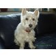 Dana, West Highland White Terrier - Hündin