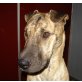 Dana, schöne Shar Pei Mix - Hündin