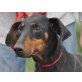 Danae, Kleinwüchsige Dobermannhündin - Hündin