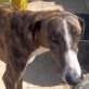 Dandy, Galgo, kastriert, geb. ca. 2008/2009 - Rüde
