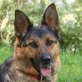 Danella, Schäfer-Mix - Hündin