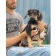 Dani, Griffon Mix - Rüde