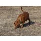 Dani, Labrador-Mischling - Rüde