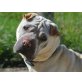 Dani, Shar Pei - Rüde