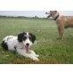 Dani, Terrier-Mix - Hündin