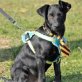 Dani ist ein typischer junger Hund, Netter Mischlingswelpe Welpen - Rüde