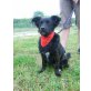 Daniela, Spitz-Sheltie-Mix - Hündin