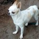 Danigo sucht seine passenden Menschen, Chihuahua kurzhaariger Schlag - Rüde