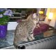 Danila, EKH - Katze