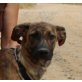 Danita, holl. Schäferhund Mix - Hündin