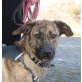 Danita, holl. Schäferhund Mix - Hündin