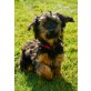 Danko, Yorkiemischling - Rüde